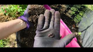 Autumn Chores Feeding the Geobin Composters [upl. by Stelmach733]