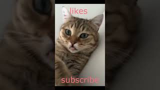 Funny cats 16 india funny shortvideo comedyvideos memes funnyshorts cat memegameplay кошки [upl. by Arval]