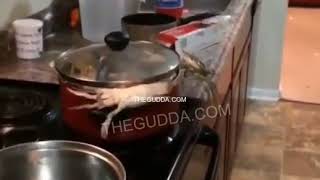 Crabs Make A DESPERATE Escape Attempt From Pot Of Boiling Water [upl. by Clorinda103]