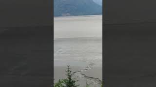 Turnagain Arm Bore Tide part 3 alaska nature [upl. by Kcoj]