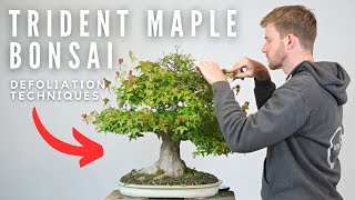 Bonsai Defoliation Techniques  BonsaiU [upl. by Shelbi]