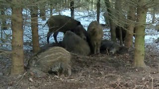 Wildschweinrotte im Kessel Wild boar rot in the couldron [upl. by Hake581]