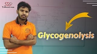 Overview of Glycogenolysis in bangla glycogen breakdown [upl. by Ydissahc665]