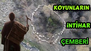 ÖLÜM ÇEMBERİ  KOYUNLARIN İNTİHAR DÖNÜŞÜ [upl. by Duky]