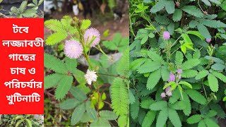 টবে লজ্জাবতী গাছের চাষ ও পরিচর্যার খুটিনাটি। How to grow Lojjaboti  Mimosa pudica  Sensitive plant [upl. by Zarla]