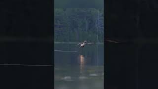 Loon aborts the takeoff Black Swans cranes Loon Landing Loon lands and wails to locate its mate [upl. by Griffis512]