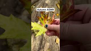 crunchy leaf asmr for the win  asmr autumnwalk autumnsounds autumnasmr [upl. by Yarrum]