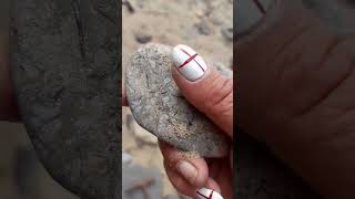 plate of crinoid with ultra rare sea urchin spines beach fossil fossilhunting [upl. by Aliac621]