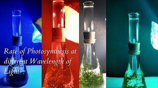 The rate of Photosynthesis at different Wavelength of light [upl. by Alithia]