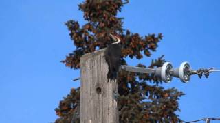 Pileated Woodpecker and Rare communication with mate [upl. by Konikow645]