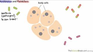 Antibiotics and Painkillers for AQA 91 GCSE Biology and Trilogy Combined Science [upl. by Merri76]