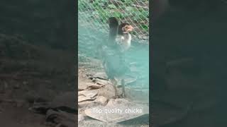 కాకి పిల్లలుRazoleroosterstopqualityyoutubeshorts qualitybreed chicksviral videosubscribe [upl. by Elson904]