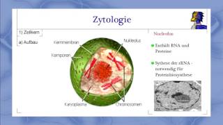 Biologie 11  Zytologie 1  Bau und Funktion des Zellkerns  Lernvideo [upl. by Nagiem]