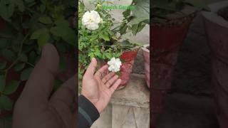 Winter flowers plant  white rose plant gardentipsandtricks shortsfeed garden [upl. by Plante]