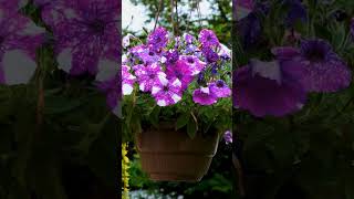 petunias hanging basket flower shorts nature shortvideo beautifulnature [upl. by Embry]