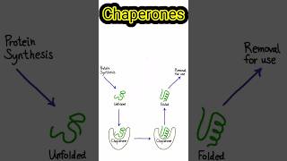 Chaperones shortsfeed biology biochemistry molecularbiology [upl. by Aigroeg]