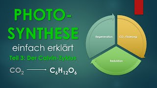 3 Der CalvinZyklus  PHOTOSYNTHESE einfach erklärt [upl. by Amocat]