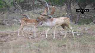 Rutting fallow stag [upl. by Elreath]