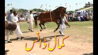 Best horse dance in pakistan No31 [upl. by Ludmilla]