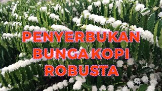 Penyerbukan bunga kopi robusta [upl. by Marco]