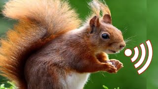 Squirrel Sounds  Male squirrel mating call sound [upl. by Lav]