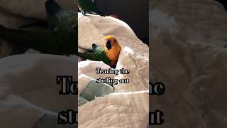 Are you pulling the stuffing out of my blanketJenday Conure birds parrot funny cute [upl. by Tiedeman]