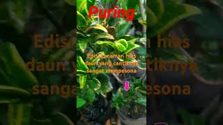 Puring apa namanya yaashortvideo [upl. by Eugenides]