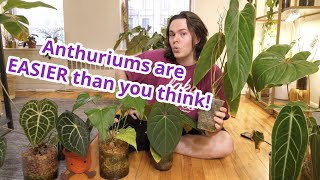 Anthurium Care Is EASIER Than You Think Heres Why [upl. by Nylzaj545]