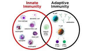 Introduction to Innate Immunity [upl. by Klaus127]