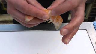 Passionate About Fish  How to prepare fresh langoustine [upl. by Ahtis]