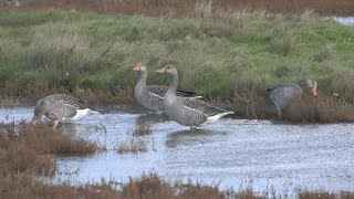 SchouwenDuiveland Zeeland Teil 16  Naturschutzgebiete [upl. by Akeimahs]