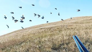 INCREDIBLE Pheasant Huns and Sharptail Hunting [upl. by Teddman]