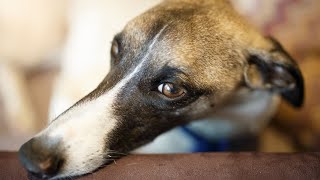 Getting to Know the Whippet Breed History and Origins [upl. by Noelyn]