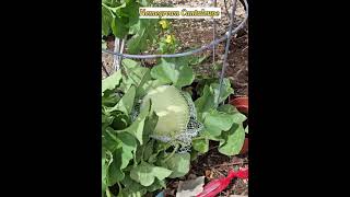 Cantaloupe plant  Homegrown fruit Melon Harvest [upl. by Kurth]