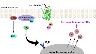 Bronchodilators Part 2 Mechanisms of Action [upl. by Atenik573]