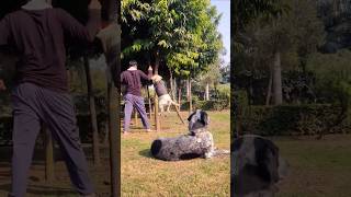 subscribe lablovers dogowner labrador lablove petowner funny labradorcity doglover love [upl. by Ardnaiek555]