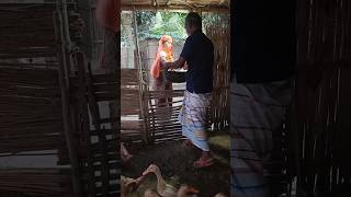 Duck farm house bangladesh duck house shortvideo shorts bd [upl. by Ydnih]