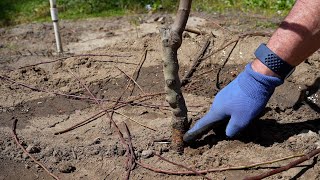 How to Plant an Almond Tree [upl. by Lleraj205]