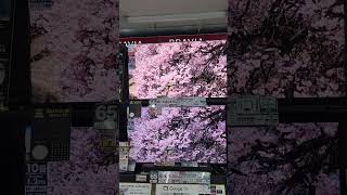 Sony MiniLED TV vs OLED [upl. by Nett324]