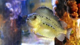 Lumpfish at the Seacoast Science Center [upl. by Dina]