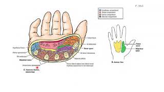 FASCIAL SPACES IN THE PALM MIDPALMAR SPACES  THENAR SPACES  APPIED  PULP SPACES  PARONAS SPACE [upl. by Nittirb]