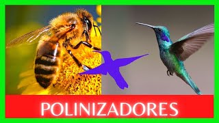 🐝 EXPLICACIÓN DE QUE ES LA POLINIZACIÓN Y LOS POLINIZADORES [upl. by Nera482]