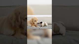 Golden Retrievers Sweet Reaction Meeting A Stray Puppy For The First Time goldenretriever puppy [upl. by Jenda]