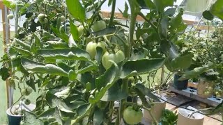 Hydroponic Vs SelfWatering Containers Trial  We Have a Winner [upl. by Glovsky]