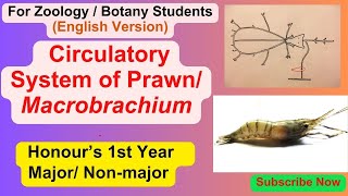 Circulatory Blood Vascular system of Prawn Macrobrachium Hons 1st Year ZoologyNon major Botany [upl. by Ynottirb]