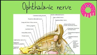 Ophthalmic nerve شرح [upl. by Adnyc760]