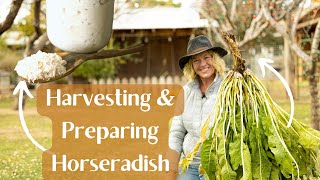 When amp How to Harvest Horseradish amp How to Prepare Horseradish [upl. by Henghold731]