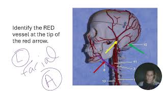 AP II Practice Lab Practical Blood Vessels [upl. by Gwenny]