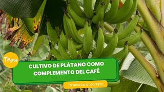 Cultivo de plátano como complemento del Café TvAgro por Juan Gonzalo Angel Restrepo [upl. by Yenaj]