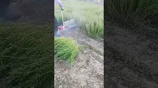 Alfalfa cutting process with handheld cutter [upl. by Rawlinson]